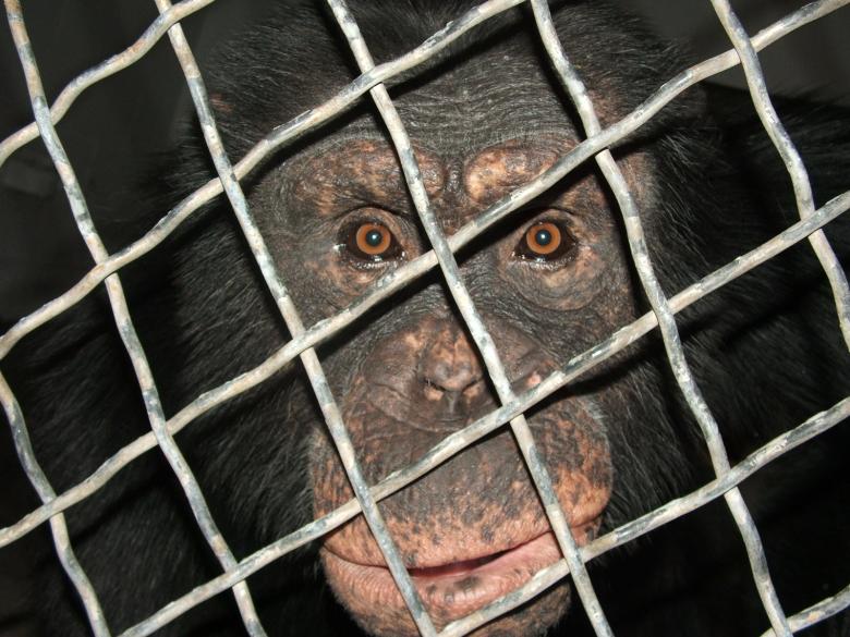 Free stock image of Huey the Chimp created by mark janes