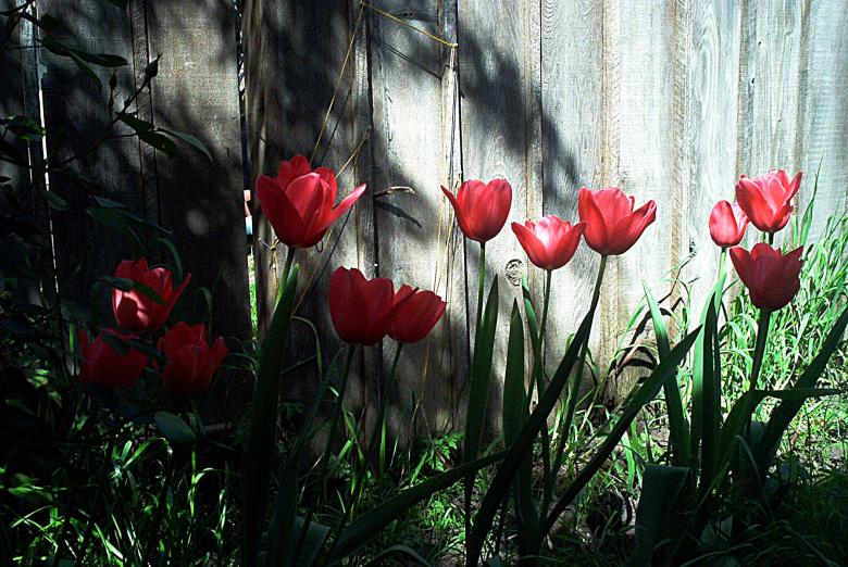 Free stock image of Tulips created by theresa labin
