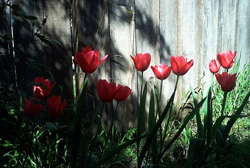 Tulips - Free Stock Photo
