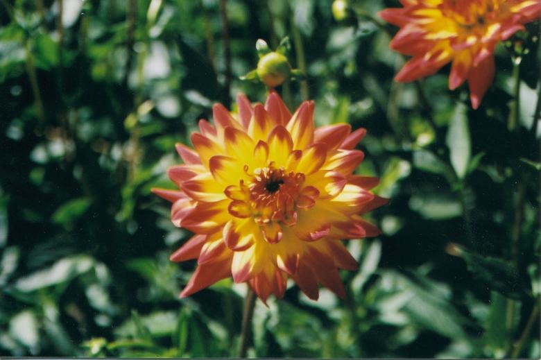 Free stock image of Flower created by theresa labin