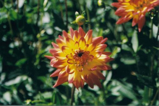 Flower - Free Stock Photo