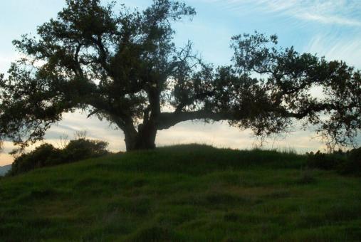 A Tree - Free Stock Photo