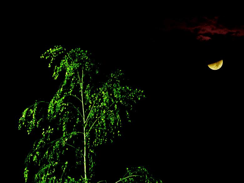 Free stock image of Martian Tree Illuminated by Moonlight created by j. l. johnson