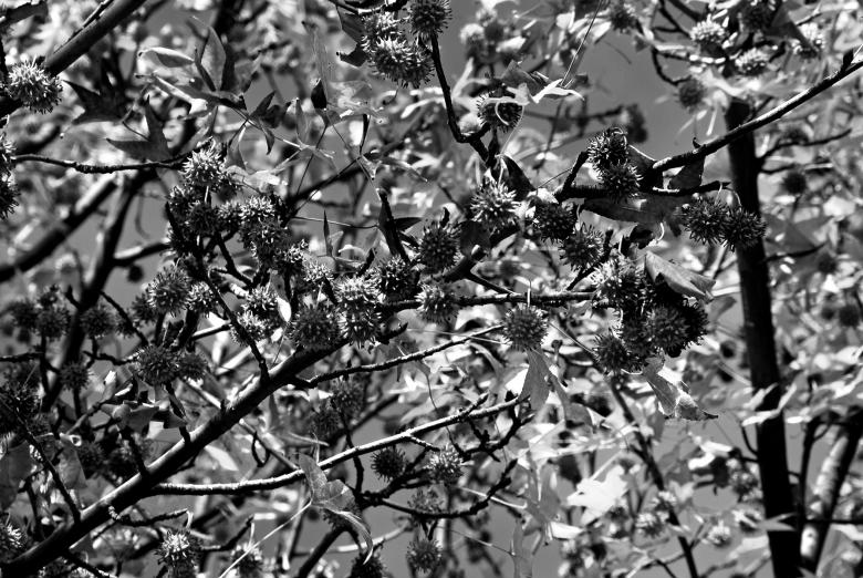 Free stock image of Winter's Tree (Close-up) created by j. l. johnson
