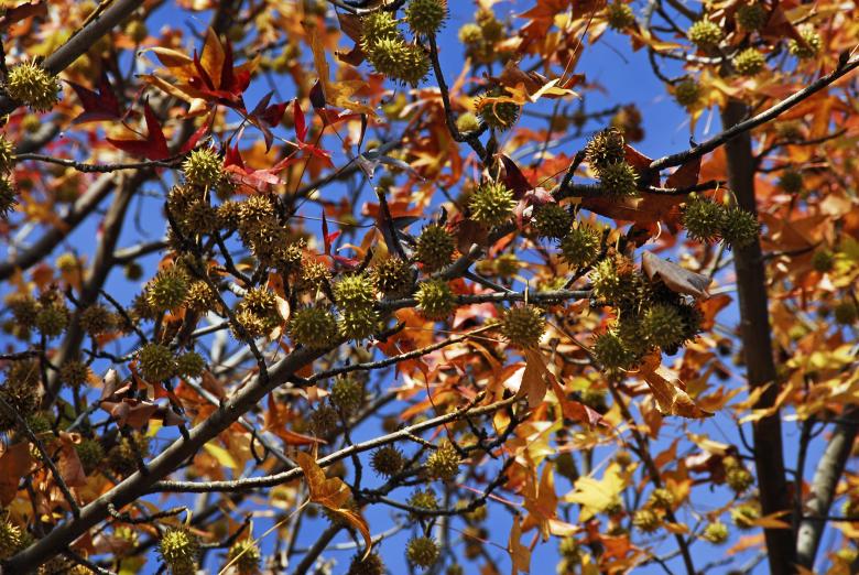 Free stock image of Winter's Tree (Close-up Color Versi created by j. l. johnson