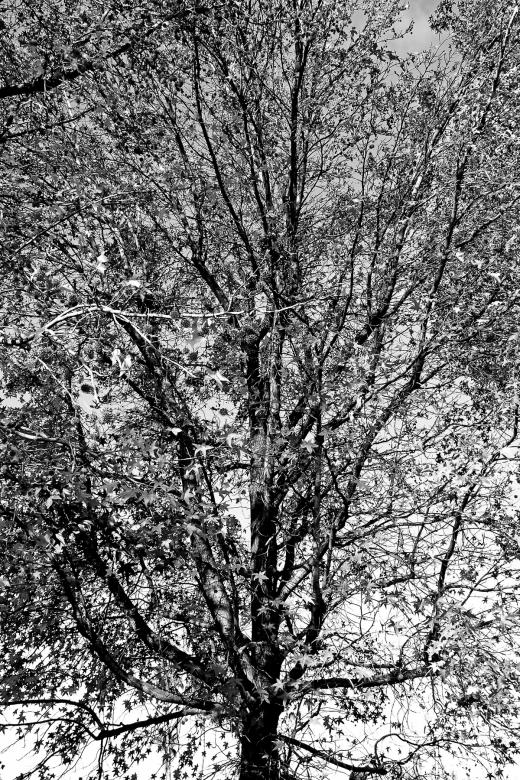 Free stock image of Winter's Tree created by j. l. johnson