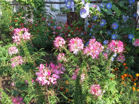 Flowers - Free Stock Photo