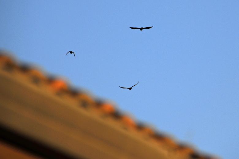 Free stock image of Crow Flyover created by j. l. johnson