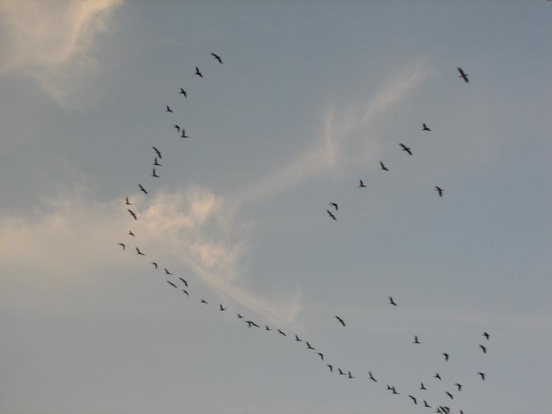 Free stock image of Flock created by alair