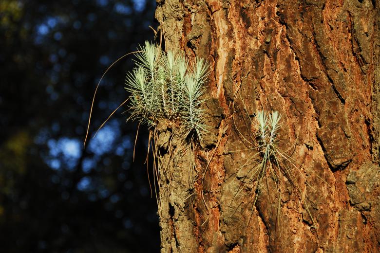 Free stock image of Pine Tree Sprouts created by j. l. johnson