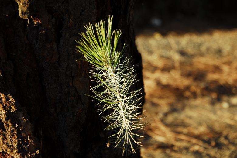 Free stock image of Pine Tree Sprouts created by j. l. johnson