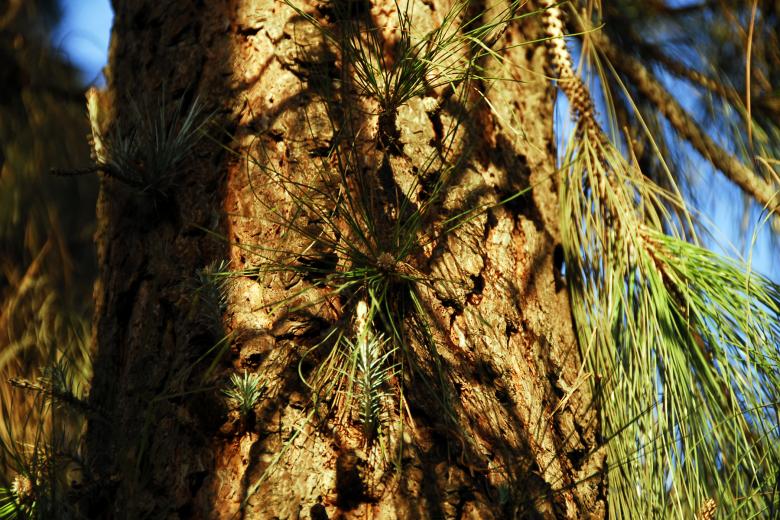 Free stock image of Pine Tree Sprouts created by j. l. johnson