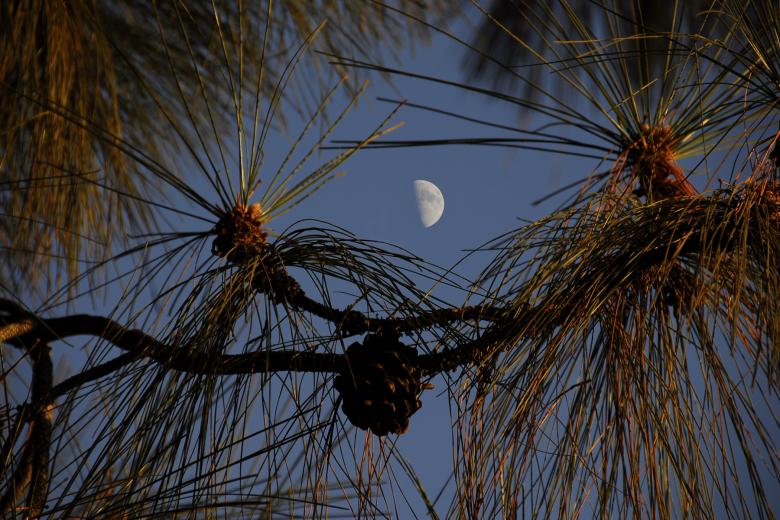 Free stock image of Half Moon at Dusk created by j. l. johnson