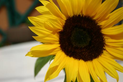 Sunflower - Free Stock Photo