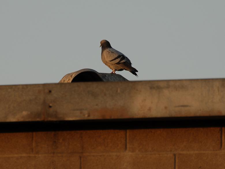 Free stock image of Pidgeon on a Building created by j. l. johnson