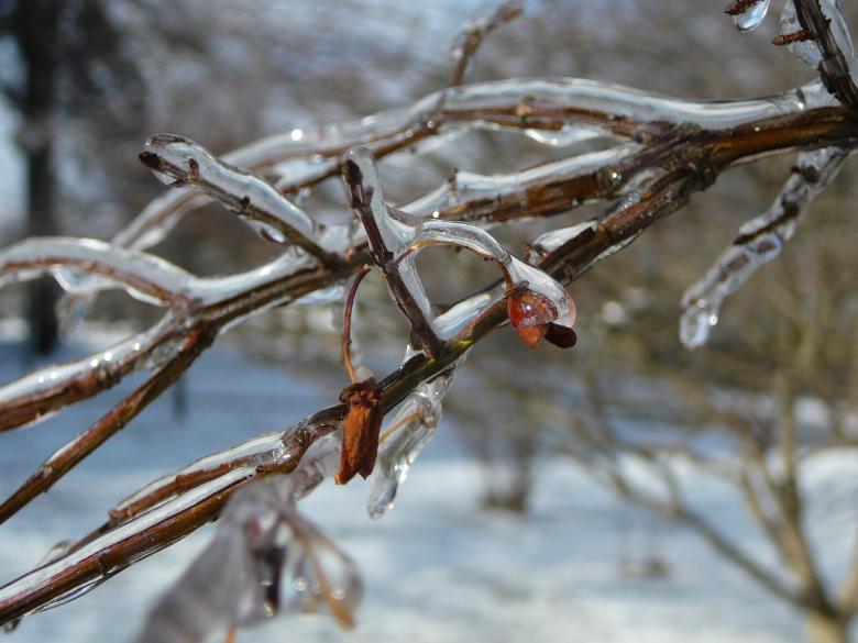 Free stock image of Ice Coating created by whitney smith