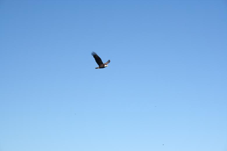 Free stock image of Alaskan Bald Eagle created by sandy berish