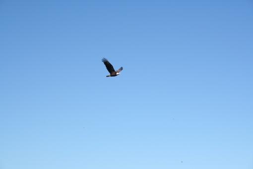 Alaskan Bald Eagle - Free Stock Photo