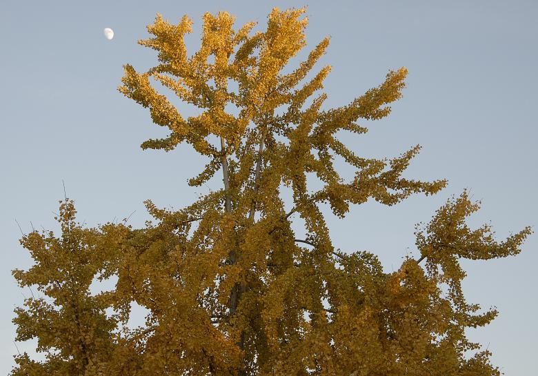 Free stock image of Tree in the Light of Dusk created by j. l. johnson