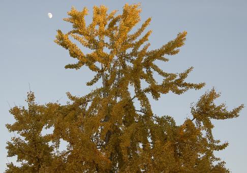Free Stock Photo of Tree in the Light of Dusk