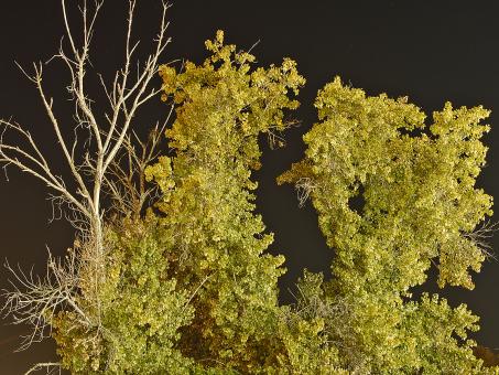 Free Stock Photo of Strange Tree in the Middle of the Night