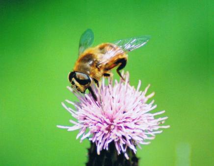 Bee - Free Stock Photo