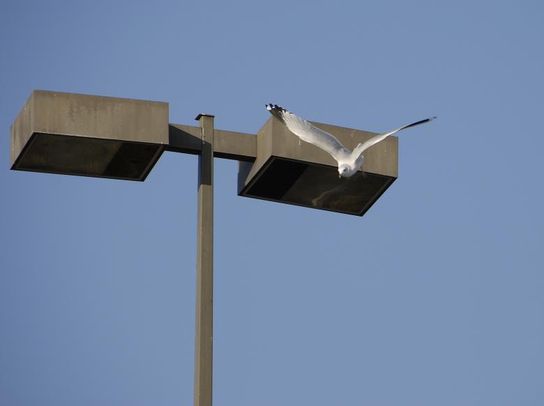 Free stock image of Seagull in Diving Flight created by j. l. johnson