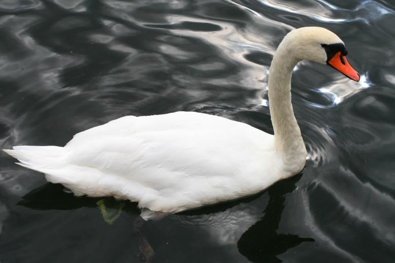 Free stock image of Stockholm  Swan created by fabio grande
