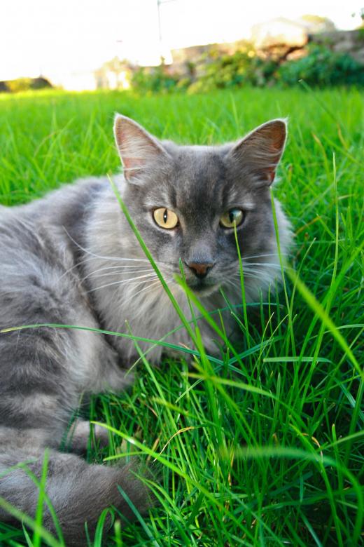 Free stock image of Ferdinand created by fabio grande