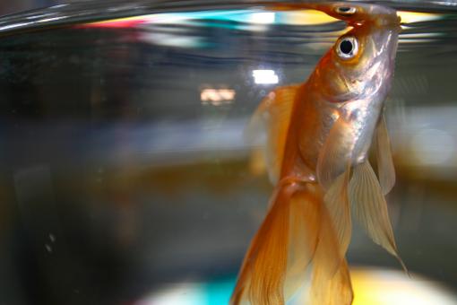 Goldfish - Free Stock Photo
