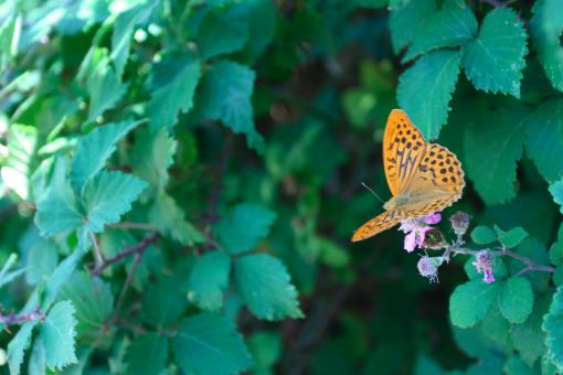 Free Stock Photo of Butterfly