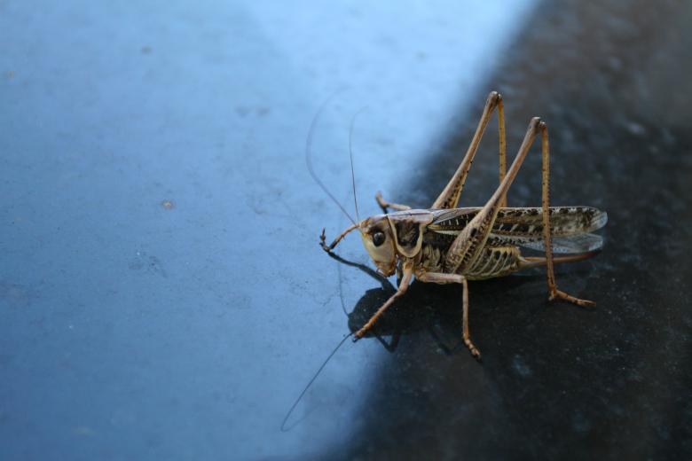 Free stock image of Grasshopper created by fabio grande