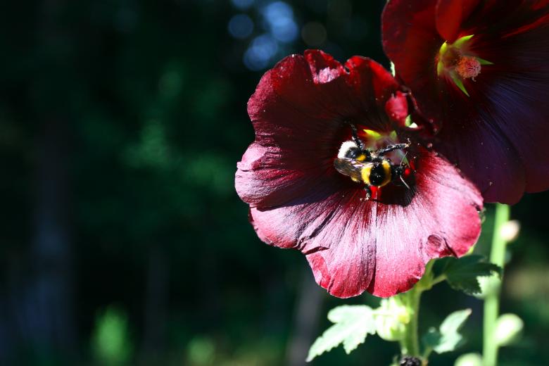 Free stock image of Ibiscus Bee created by fabio grande