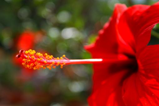 Free Stock Photo of Red Ibiscus