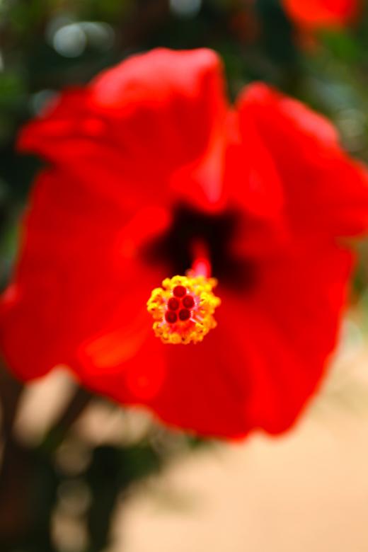Free stock image of Red Ibiscus created by fabio grande