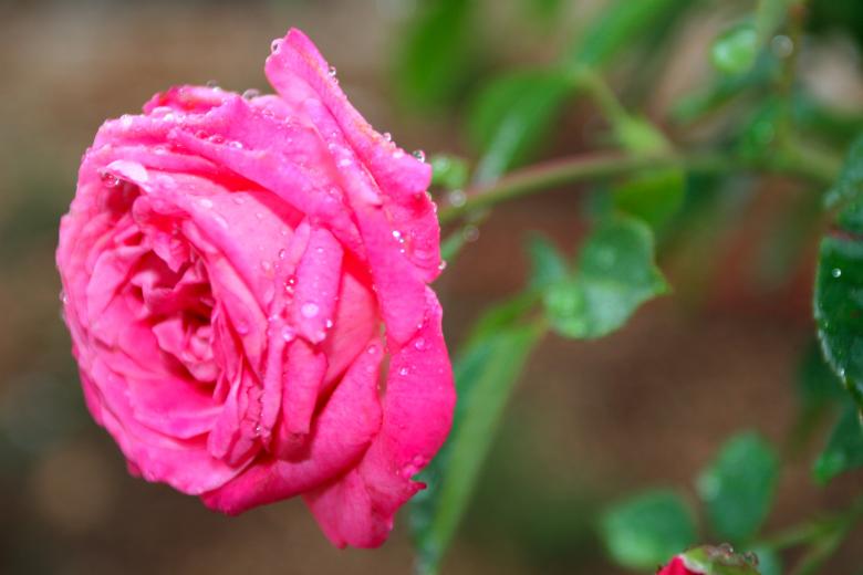 Free stock image of Pink Rose created by fabio grande