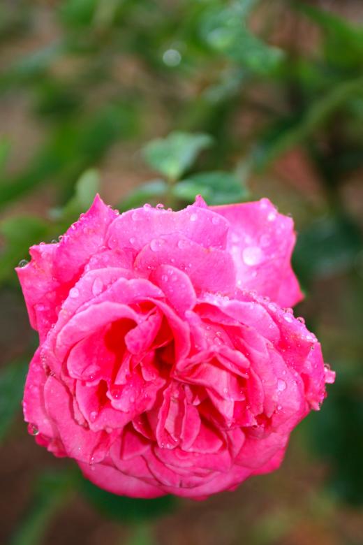 Free stock image of Pink Rose created by fabio grande