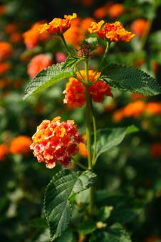 Orange Flower