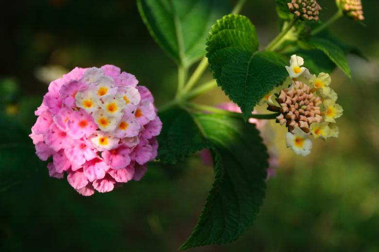 Free stock image of Ball Flower created by fabio grande