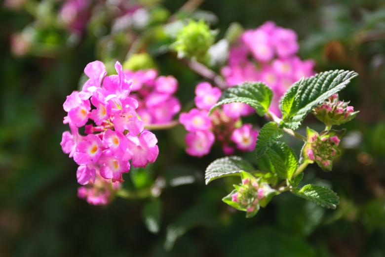 Free stock image of Pink Flower created by fabio grande
