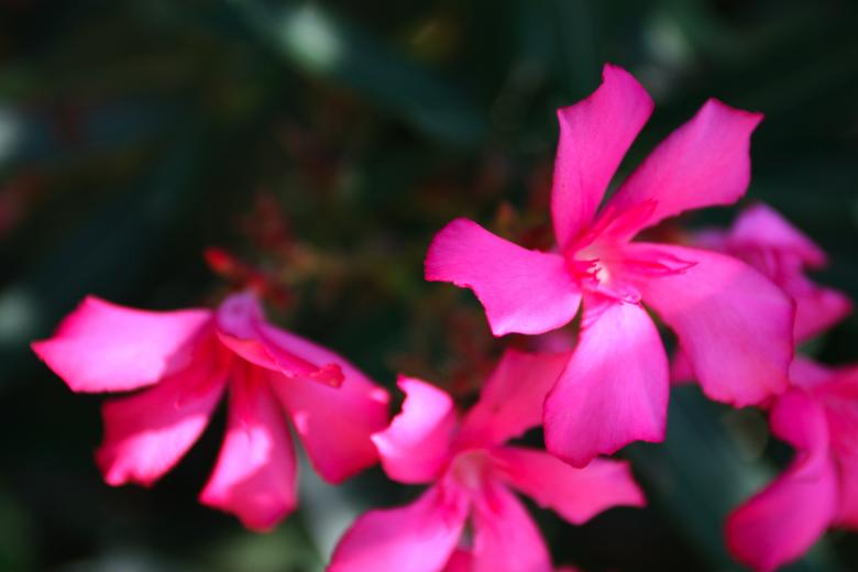 Free stock image of Pink Flower created by fabio grande