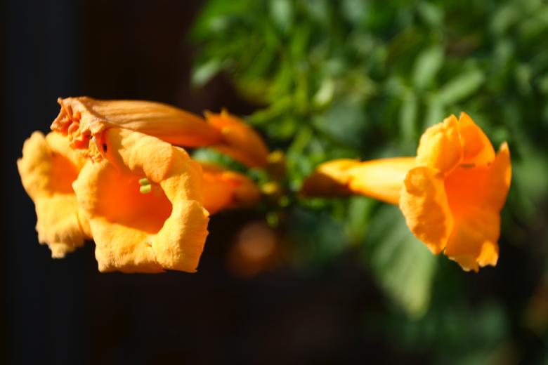 Free stock image of Trumpet Flower created by fabio grande