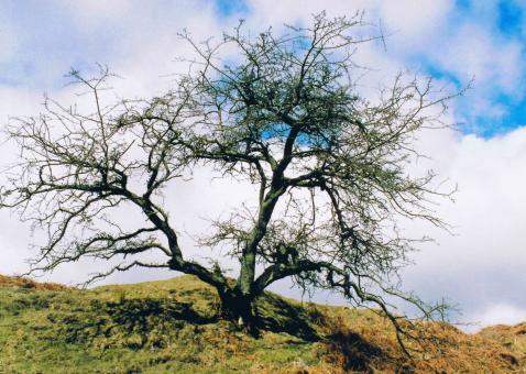 Lonely Tree - Free Stock Photo