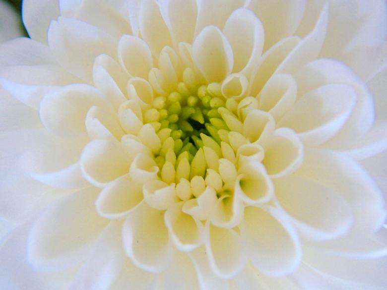 Free stock image of Chrysanthemum created by gavin hopps