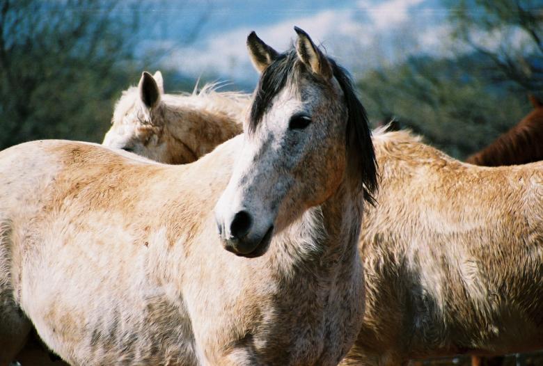 Free stock image of Free Spirit created by jennifer driggers