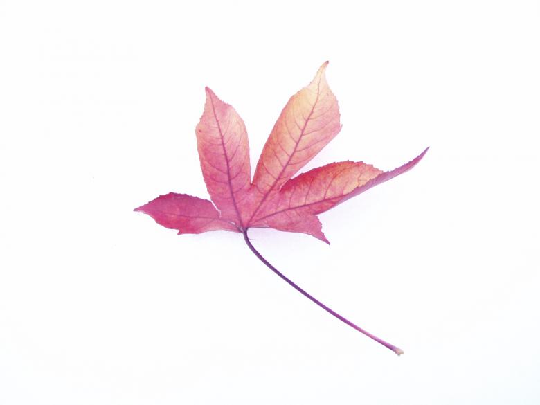 Free stock image of Fallen Leaf created by candice