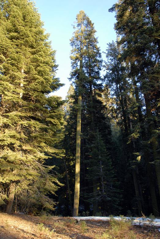 Free stock image of Giant Pine in Sequoia National Park created by j. l. johnson