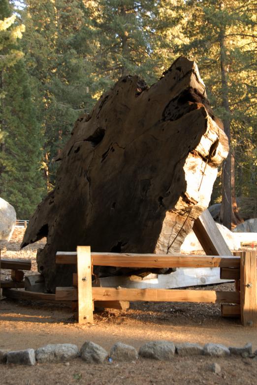 Free stock image of Redwood Cross Section in Sequoia Nationa created by j. l. johnson