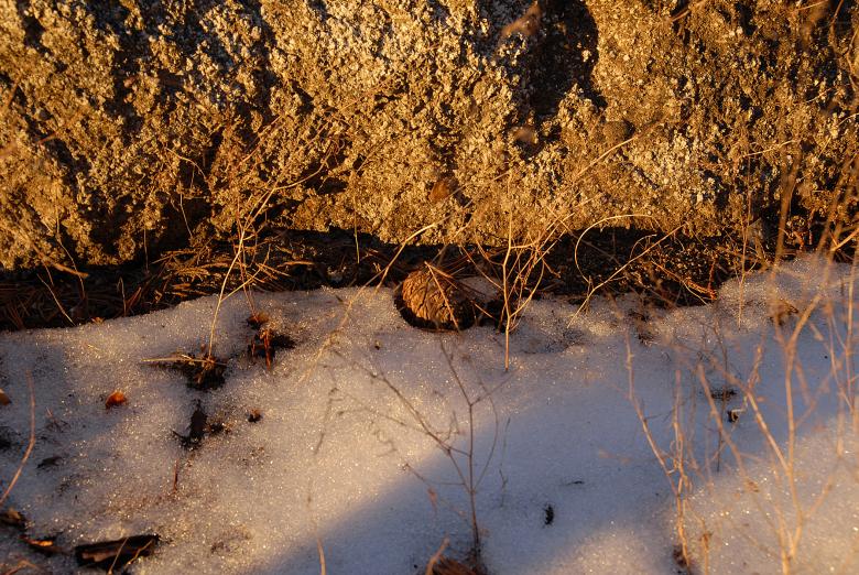 Free stock image of Pine Cone in Snow at Dusk in Sequoia Nat created by j. l. johnson