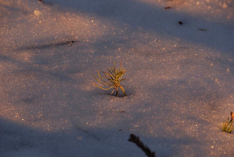 Free stock image of Pine Sprout in Snow at Dusk in Sequoia N created by j. l. johnson